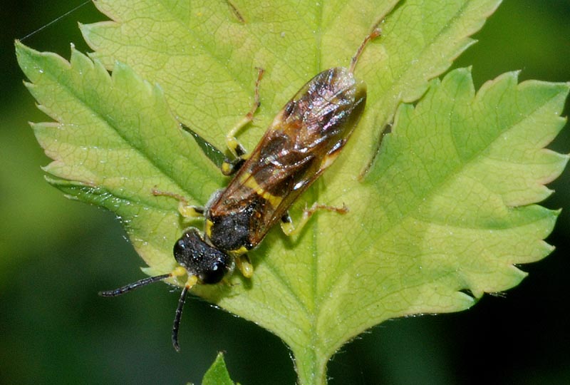 Aiuto det. 4: Tenthredo zonula